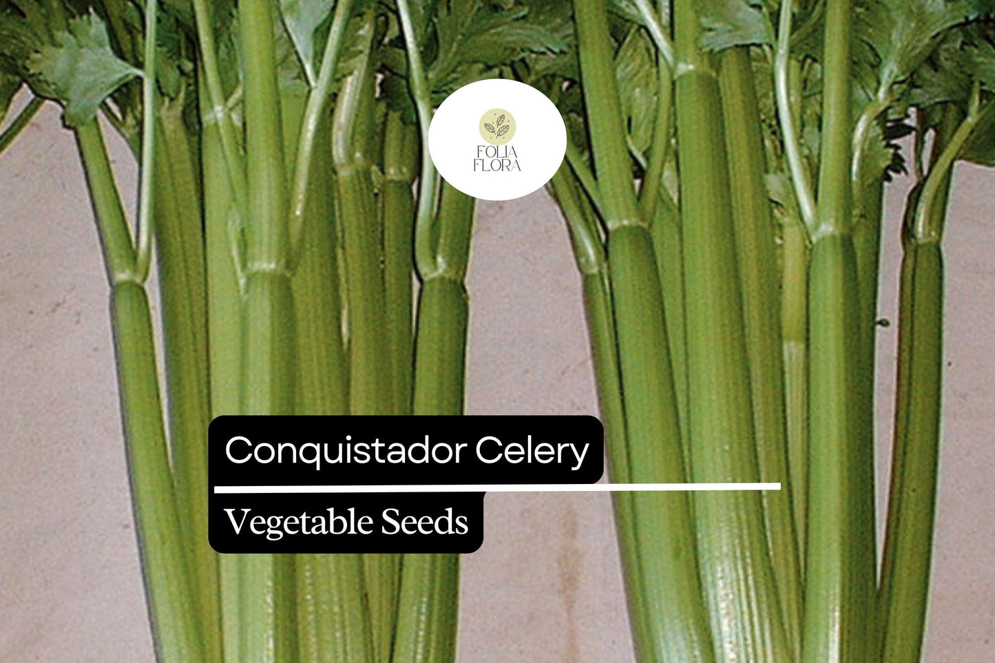 100 Seeds Conquistador Celery (Apium graveolens) – Crisp, Flavorful, High-Yield Variety