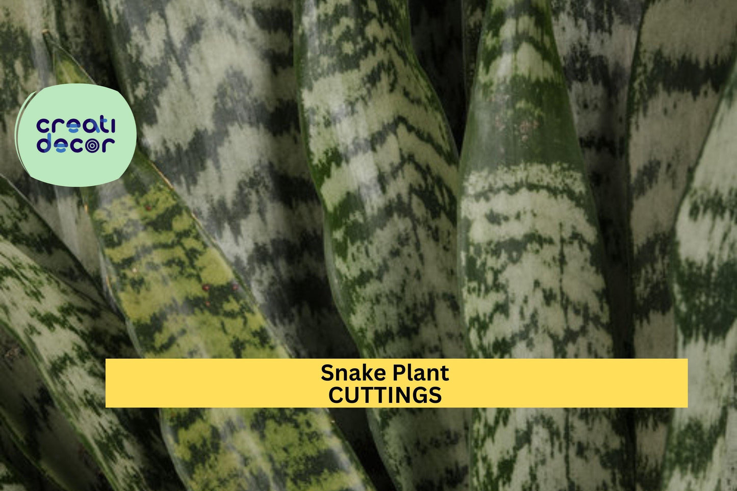 9 Snake Plant Leaf Cuttings | Sansevieria Starter Pack | Hawaii Grown Organic Houseplant | Easy to Root Indoor Foliage
