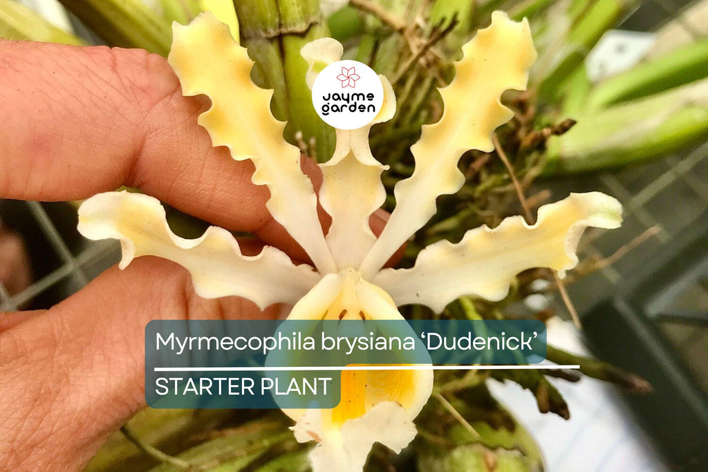 Myrmecophila Brysiana ‘Dudenick’ Orchid | Rare Epiphytic Species | 4” Potted Large Seedling | Tropical Blooms | 2 Years to Flower