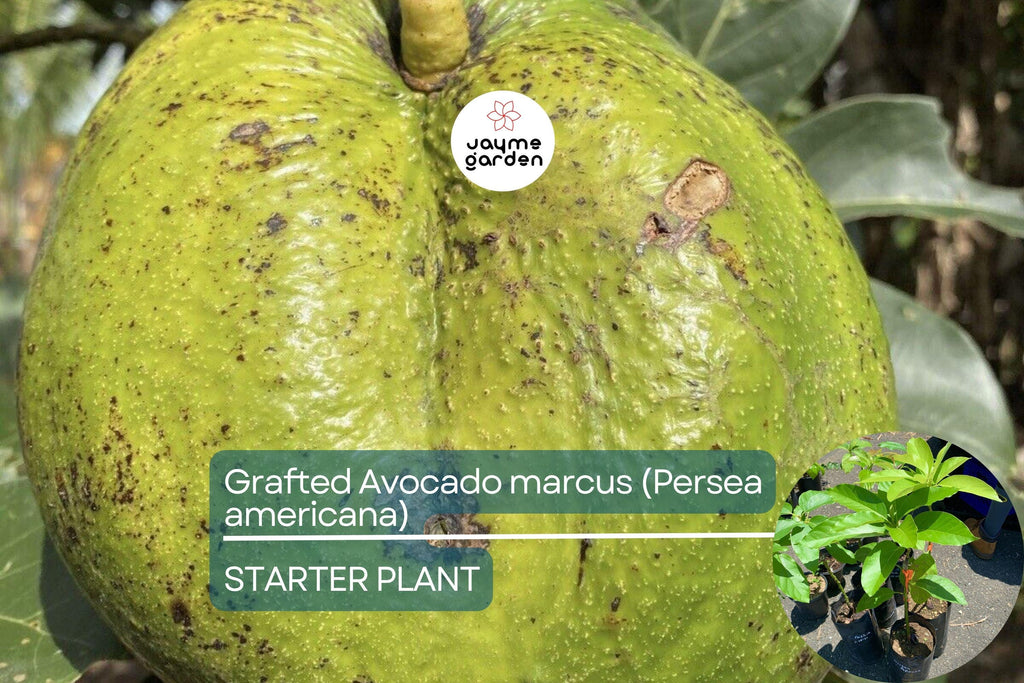 1 Grafted Avocado Marcus (Persea americana) – Live Tropical Fruit Tree 12”-24” Tall, Early Fruiting, Sweet Zapote Fruit