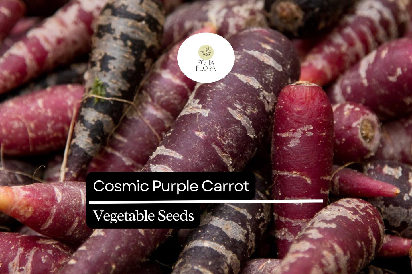300 Seeds Cosmic Purple Carrot (Daucus carota) – Vibrant Purple Carrots with Sweet Orange Core