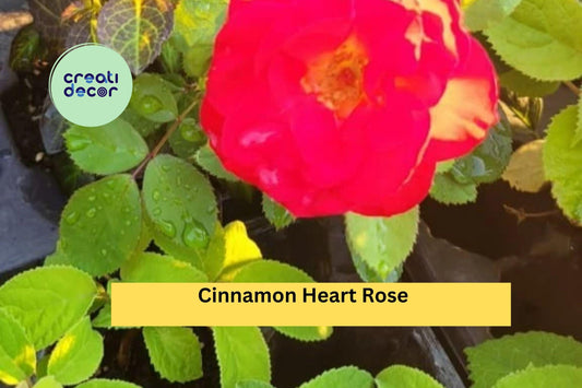 Cinnamon Heart Rose Starter Set | 4 Rooted Live Cuttings | Fragrant Flowering Rose Bush Plants for Outdoor Garden Landscaping