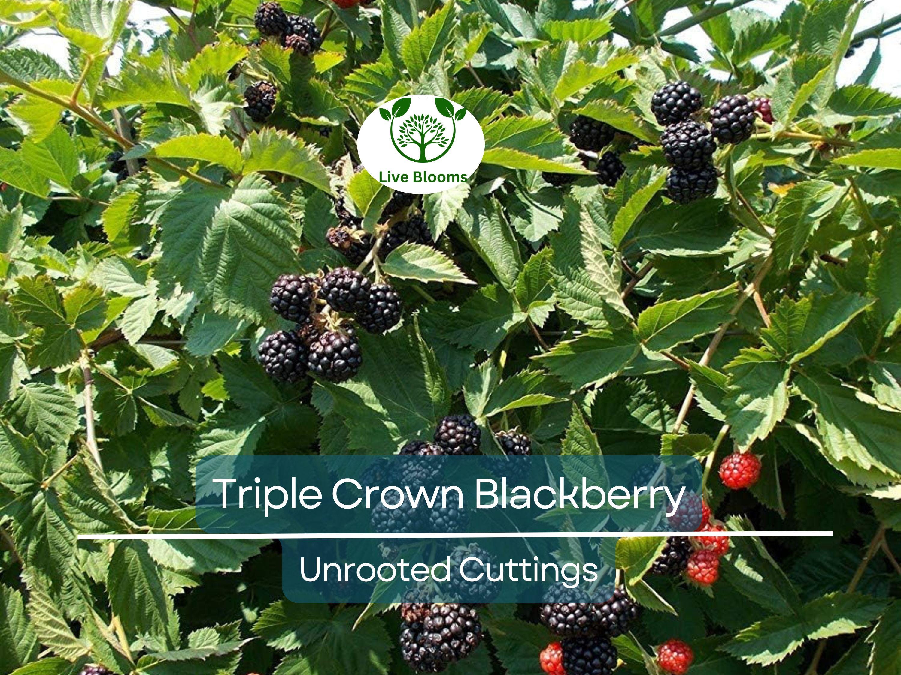 15 TRIPLE CROWN BLACKBERRY Scion Cuttings (Rubus fruticosus) for Rooting or Grafting, 8-10", Heirloom, Sweet Blackberry Bush