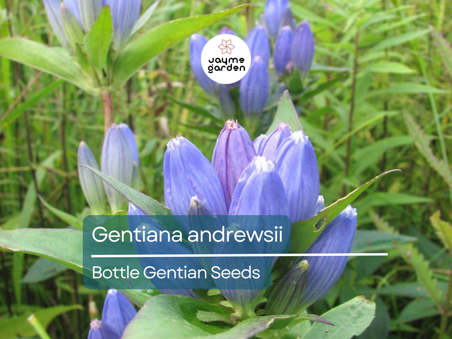 750 Seeds Gentiana Andrewsii | Bottle Gentian Seeds for Planting | Native Blue Wildflower | Pollinator-Friendly Perennial Gardens & Meadows