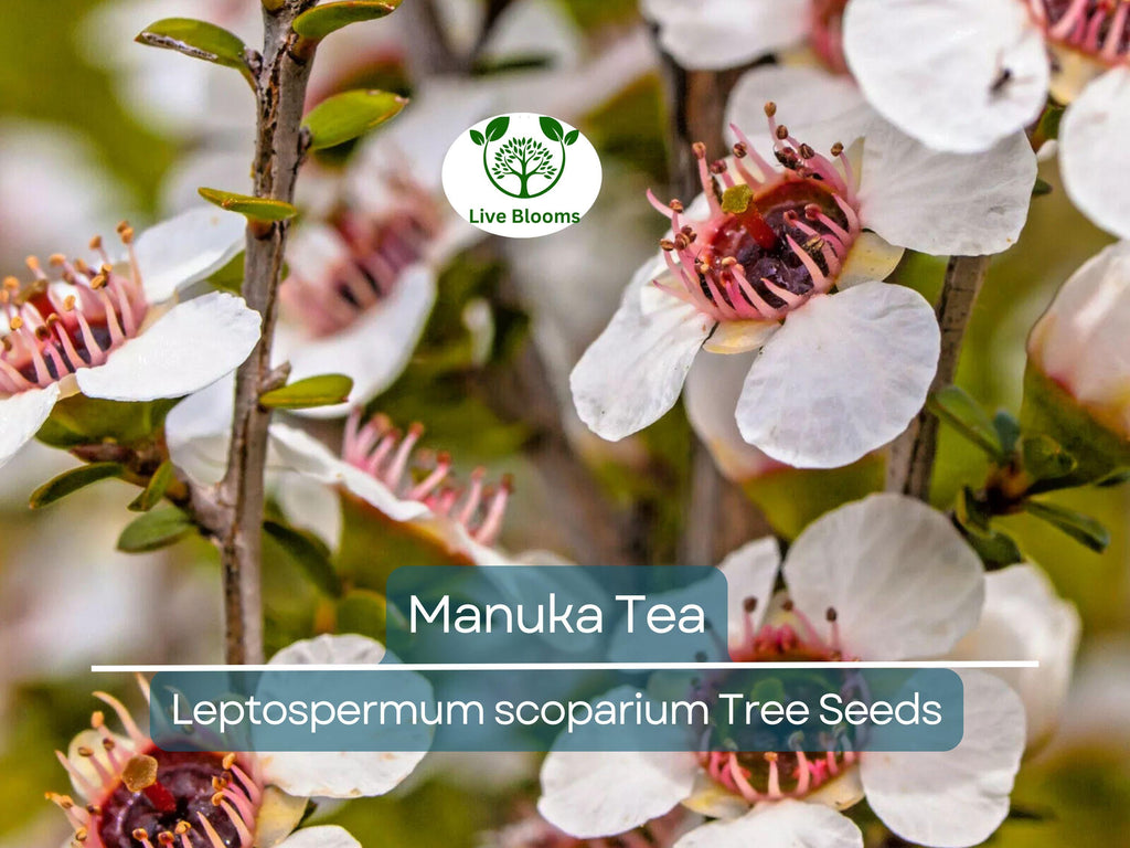 100 Manuka Tea Tree Seeds (Leptospermum scoparium), Honey Bush, New Zealand, Grow Your Own Manuka Honey, Hardy & Aromatic