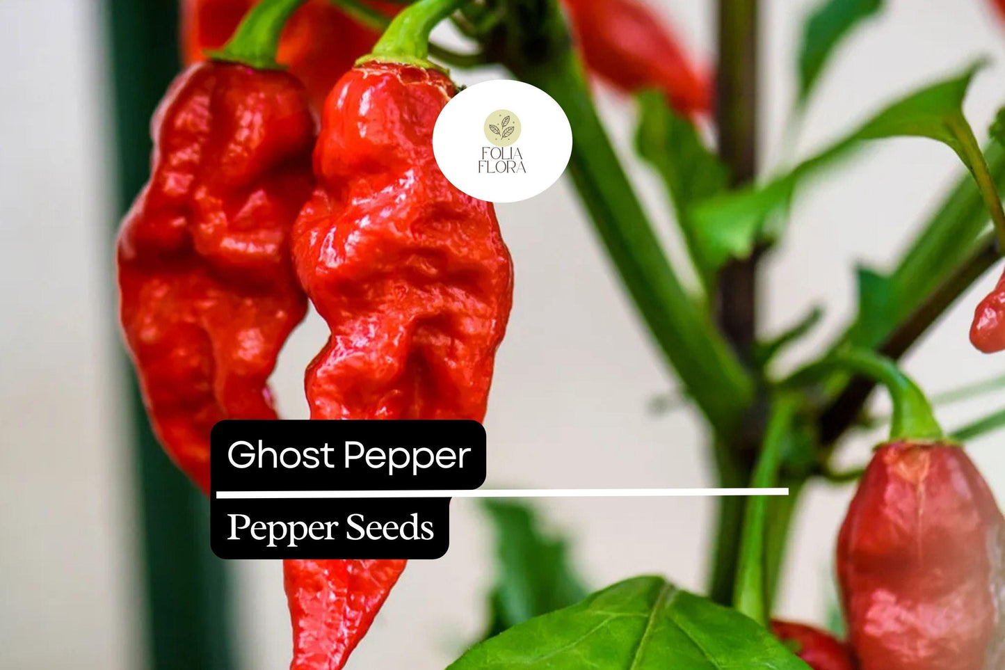10 Seeds Ghost Pepper, Bhut Jolokia, Fiery Hot Chili Pepper for Spicy Gardens