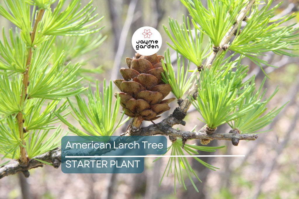 American Larch Tree Live Bare Root, 10–12" Tamarack, Fast Growing, Zone 3–9
