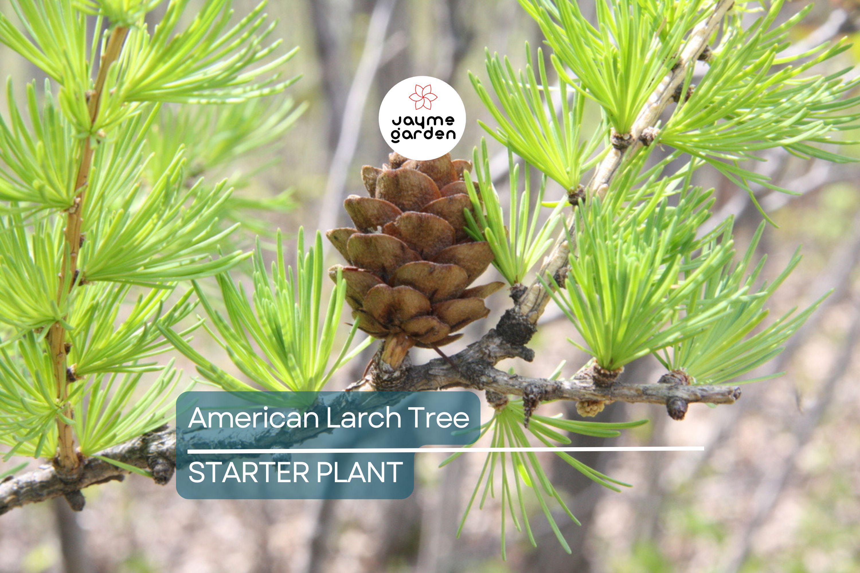 American Larch Tree Live Bare Root, 10–12" Tamarack, Fast Growing, Zone 3–9
