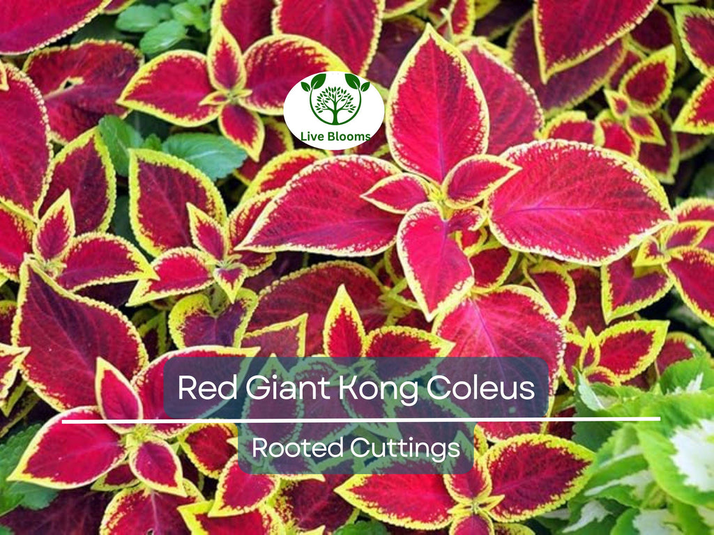 1 Red Giant Kong Coleus Rooted Cuttings - Live Flower, Coleus x hybridus, Colorful Foliage, Indoor/Outdoor Plant