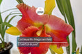 Cattleya Rlc Magician Red | Live Orchid Plant | Stunning Red Blooms | Tropical Seedling in 2B23 Pot | Indoor & Outdoor Beauty