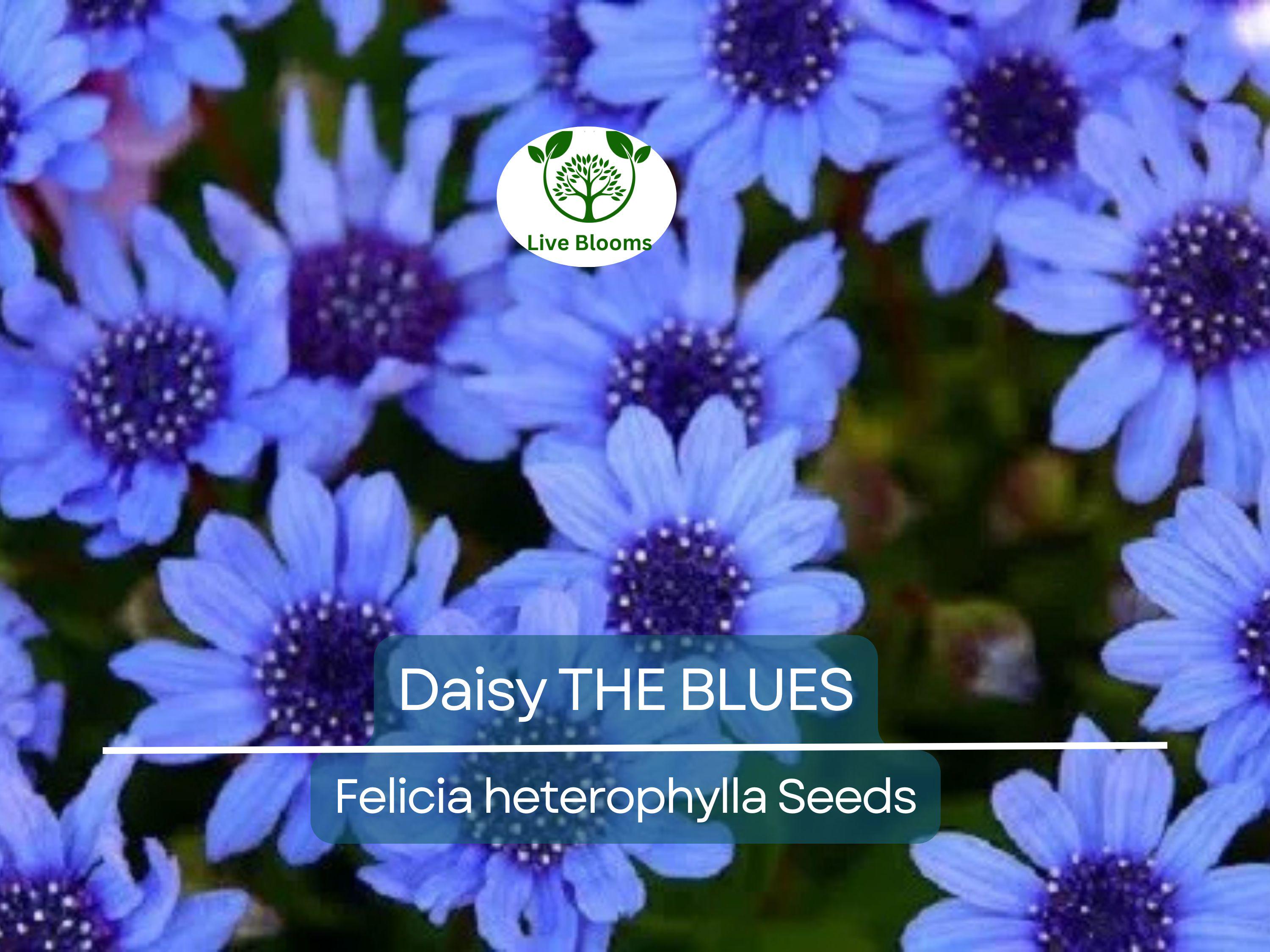 50 Seeds Daisy The Blues Felicia Heterophylla, Blue Flowers, Heirloom, Non-GMO, Pollinators, Perennial, Garden, Wildflower, Easy to Grow