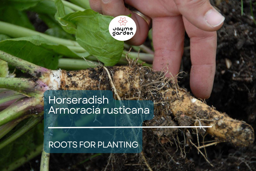 2 Horseradish Roots for Planting - Large Crowns Armoracia rusticana - Garden Perennial for Fresh Horseradish, DIY Plant Gift, Growing Guide
