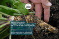 2 Horseradish Roots for Planting - Large Crowns Armoracia rusticana - Garden Perennial for Fresh Horseradish, DIY Plant Gift, Growing Guide