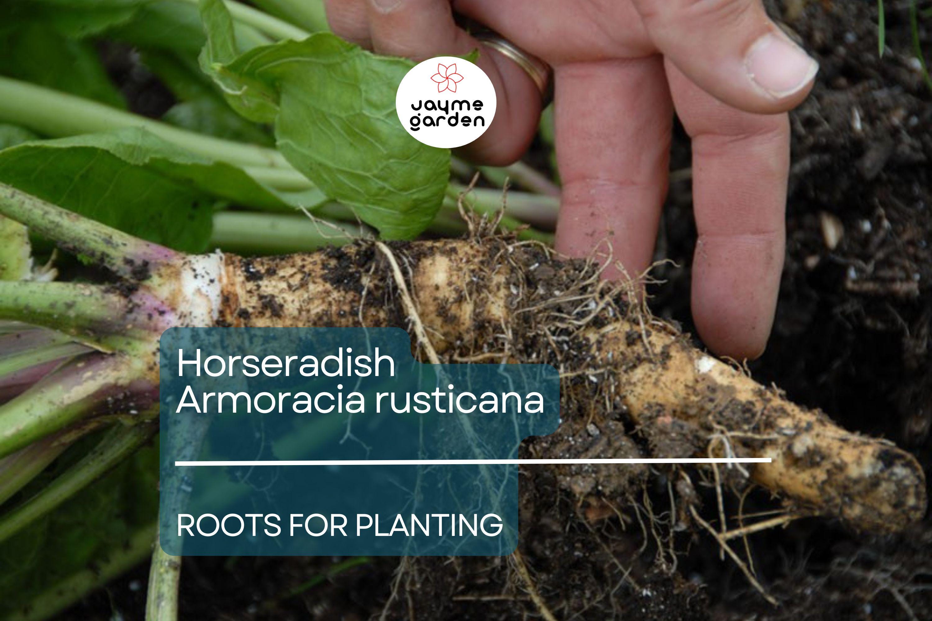 2 Horseradish Roots for Planting - Large Crowns Armoracia rusticana - Garden Perennial for Fresh Horseradish, DIY Plant Gift, Growing Guide