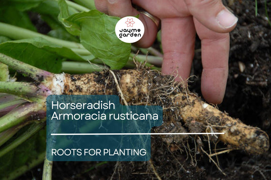 2 Horseradish Roots for Planting - Large Crowns Armoracia rusticana - Garden Perennial for Fresh Horseradish, DIY Plant Gift, Growing Guide