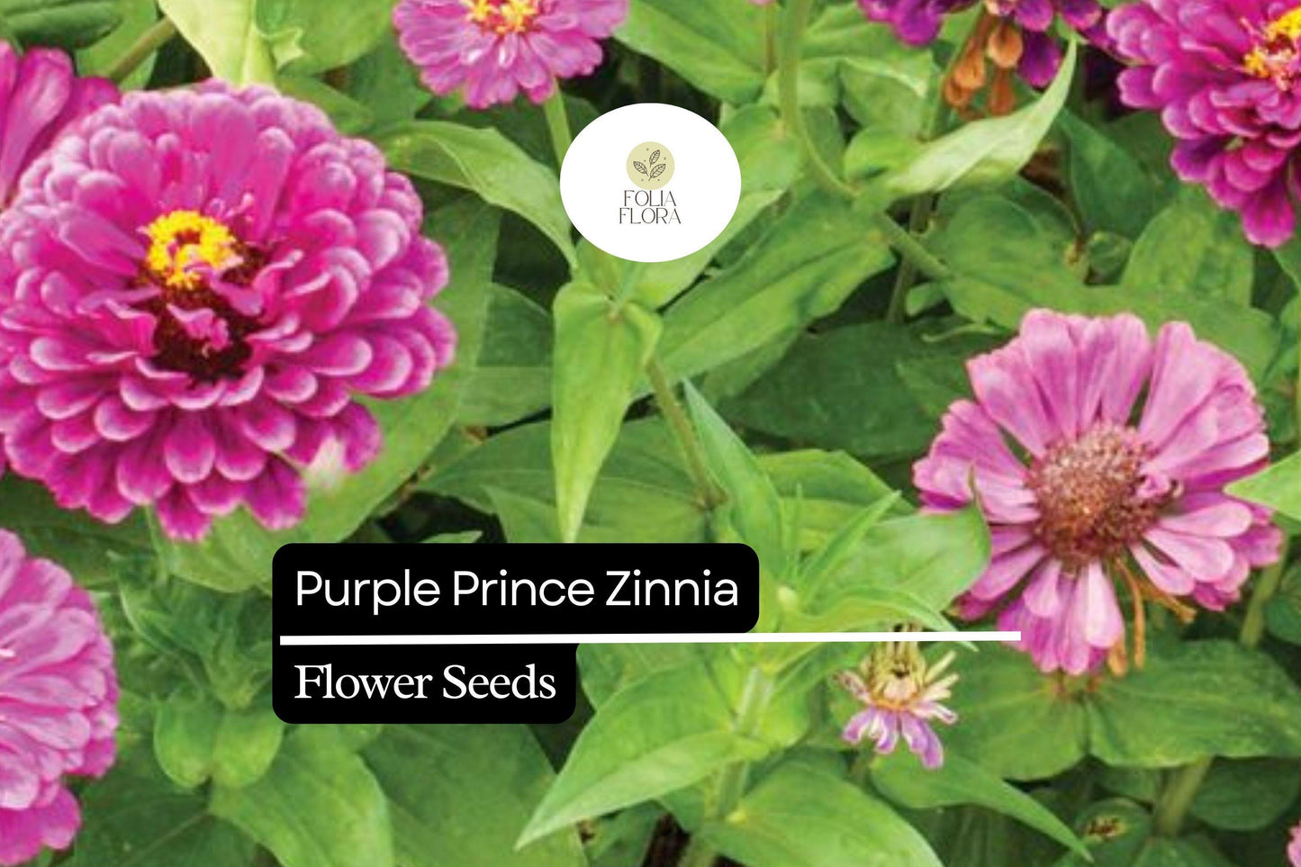 Purple Prince Zinnia (Zinnia elegans) – Royal Purple Blooms for Gardens