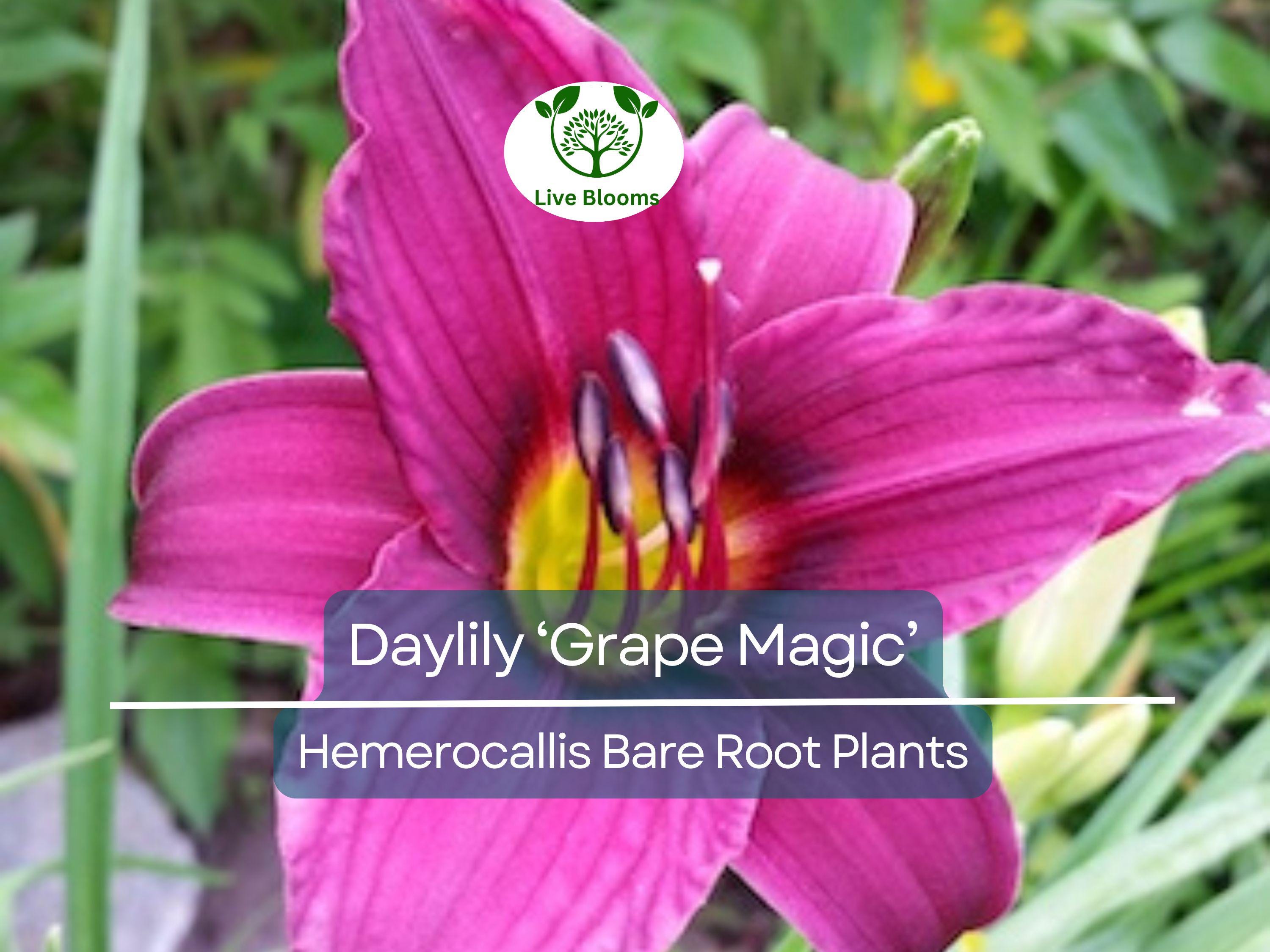 1 Daylily ‘Grape Magic’ – Live Bare Root Plant – Summer Blooming Perennial – Purple Bicolor Flowers, Easy & Hardy