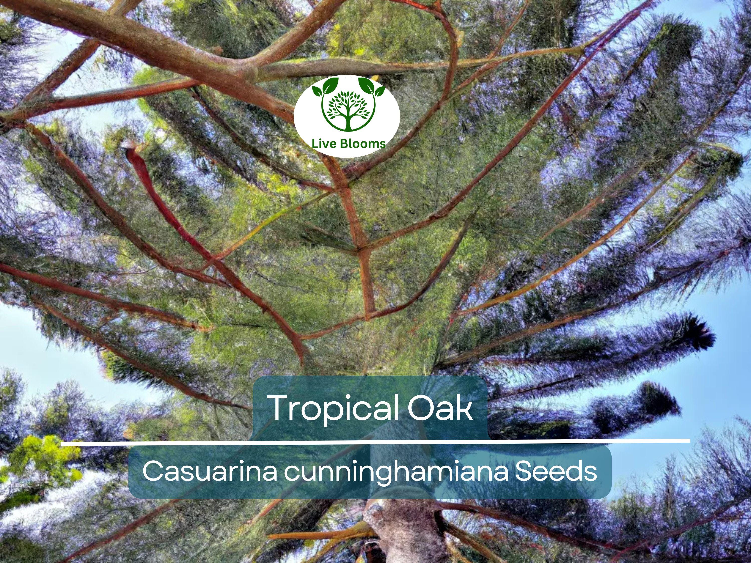 50 Tropical Oak Tree Seeds - Casuarina cunninghamiana, She-Oak, Bonsai, Fast-Growing, Evergreen, Ideal for Garden & Landscaping