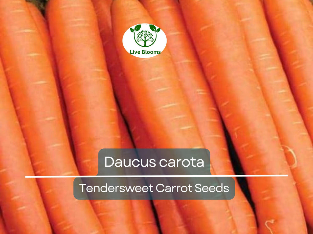 300 Seeds Tendersweet Carrot - Daucus carota | Heirloom Carrot Seeds for Planting, Gardening & Deliciously Sweet Root Harvest