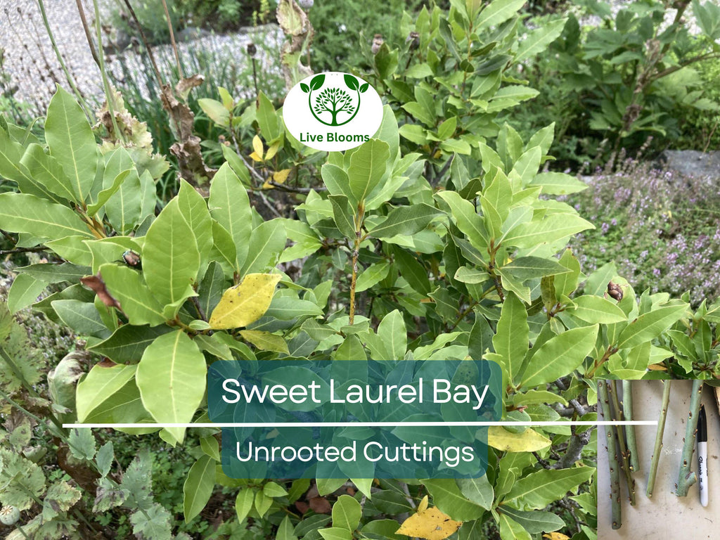 5 Sweet Laurel Bay Tree Unrooted Cuttings (Laurus nobilis) 6-8", Aromatic Herb, Ideal for Gardens, Culinary Use, and Easy to Grow
