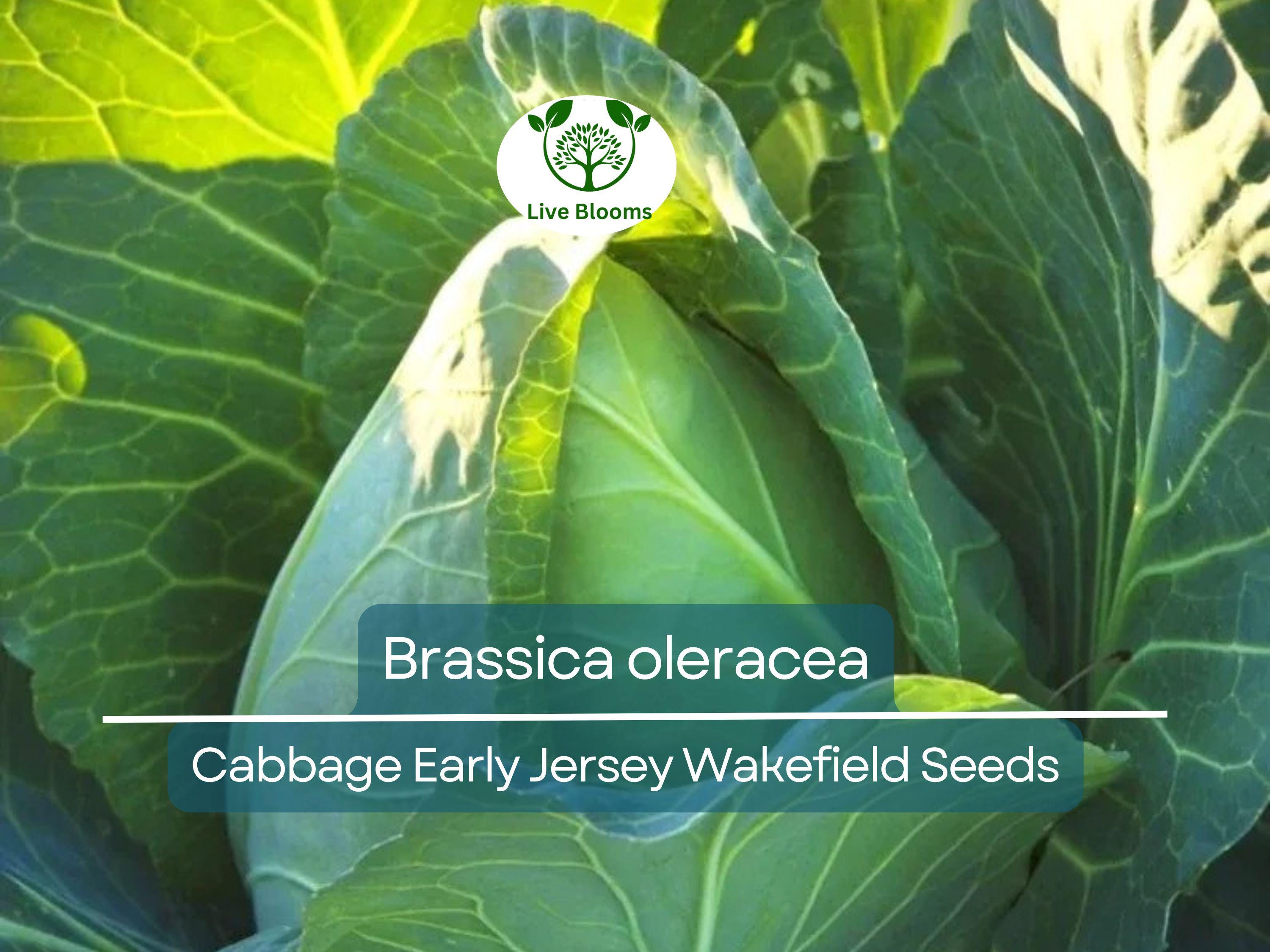 250 Seeds Cabbage Early Jersey Wakefield - Brassica oleracea | Heirloom Cabbage for Planting, Gardening & Early Crisp Harvests