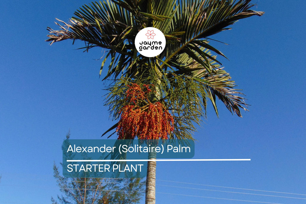 6 Alexander (Solitaire) Palm Tree Seedlings | Live Bare Root Starter Plants 4-7" Tall | Tropical, Self-Cleaning | Easy-Care Landscaping