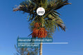 6 Alexander (Solitaire) Palm Tree Seedlings | Live Bare Root Starter Plants 4-7" Tall | Tropical, Self-Cleaning | Easy-Care Landscaping