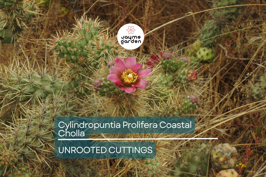 Cylindropuntia Prolifera Coastal Cholla Cactus Cutting - 3" Los Angeles CA Pup, Full/Partial Sun