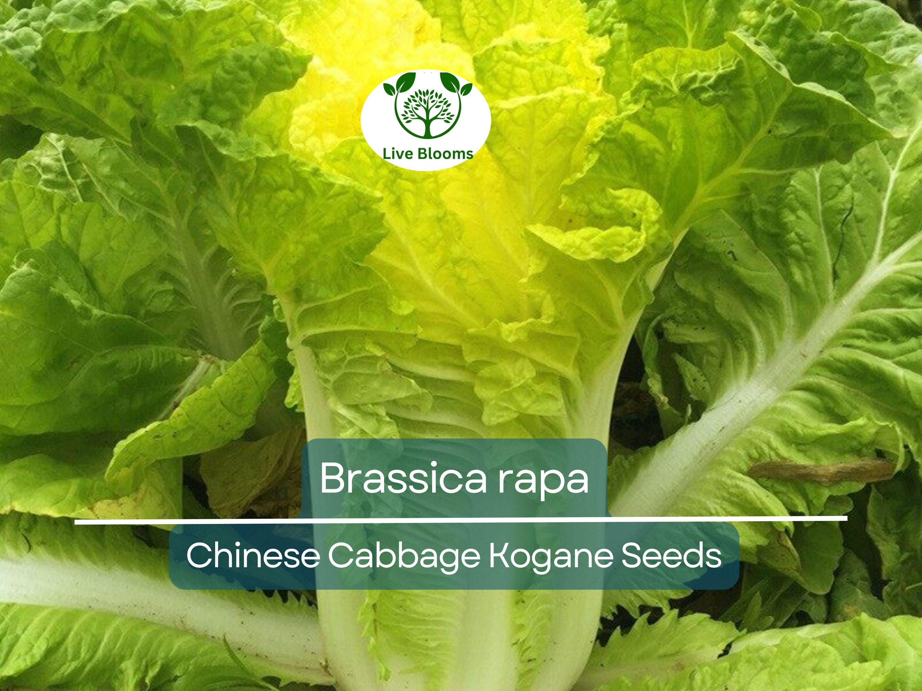 150 Seeds Chinese Cabbage Kogane - Brassica rapa | Heirloom Asian Cabbage for Planting, Gardening & Crisp Fresh Harvests