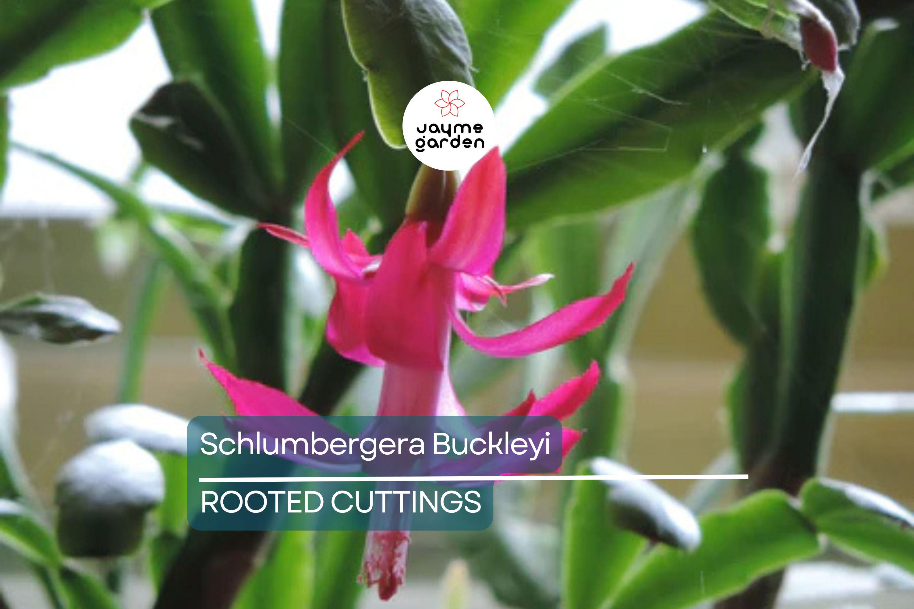 Schlumbergera Buckleyi Original Christmas Cactus, 3 Rooted Cuttings, Repeat Bloomer, No Soil or Pots, Easy Care Indoor Plant