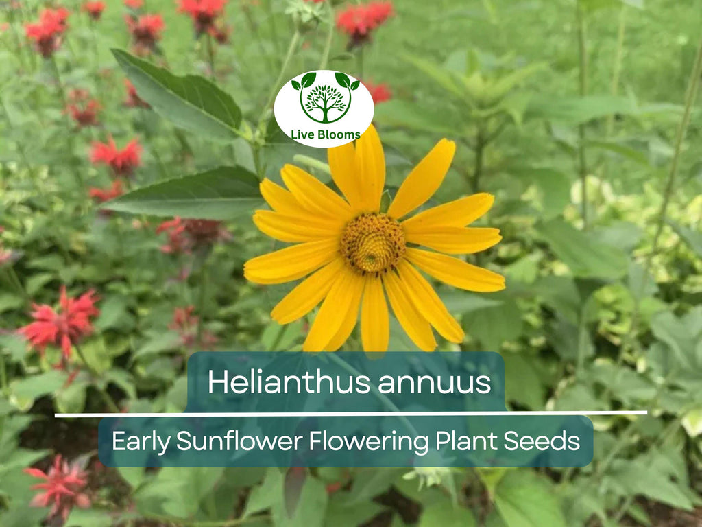 250 mg Seeds Early Sunflower (Helianthus annuus) – Vibrant Flowering Plant for Planting, Gardening, & Pollinator-Friendly Landscapes