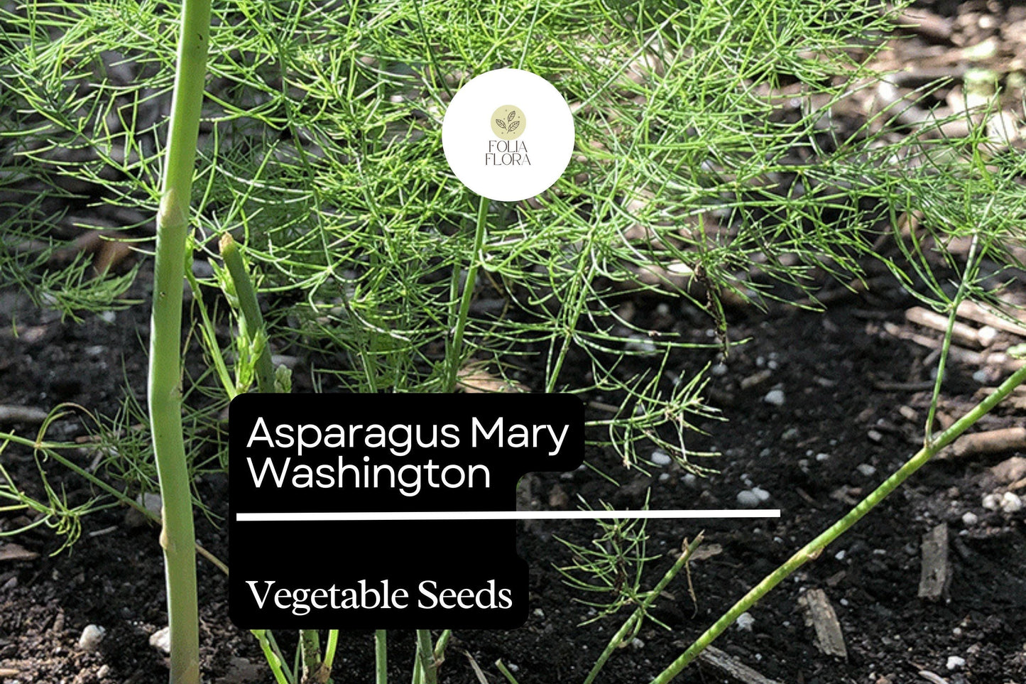 1g Asparagus Mary Washington Seeds Asparagus officinalis | Heirloom Vegetable Long-Lived Perennial for Garden Planting