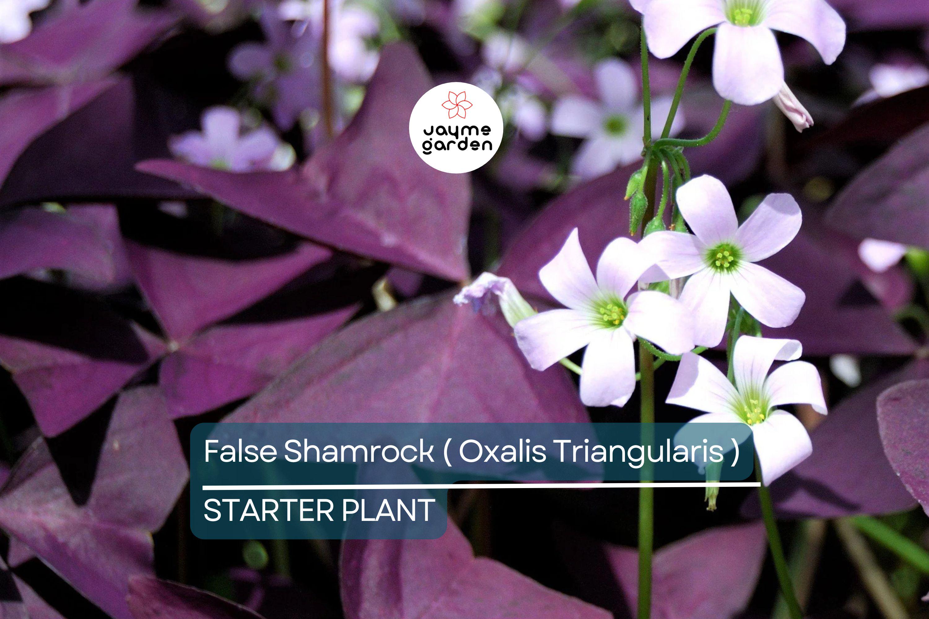 False Shamrock (Oxalis Triangularis) Ornamental Live Plant 10”-20” - Elegant Purple Three-Leaf Foliage for Indoor & Garden Decor