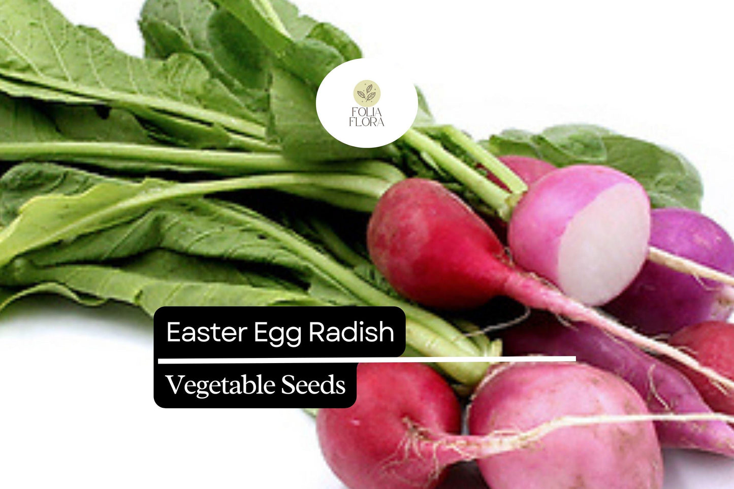 200 Seeds Easter Egg Radish (Raphanus sativus) – Colorful Blend, Crisp & Mild