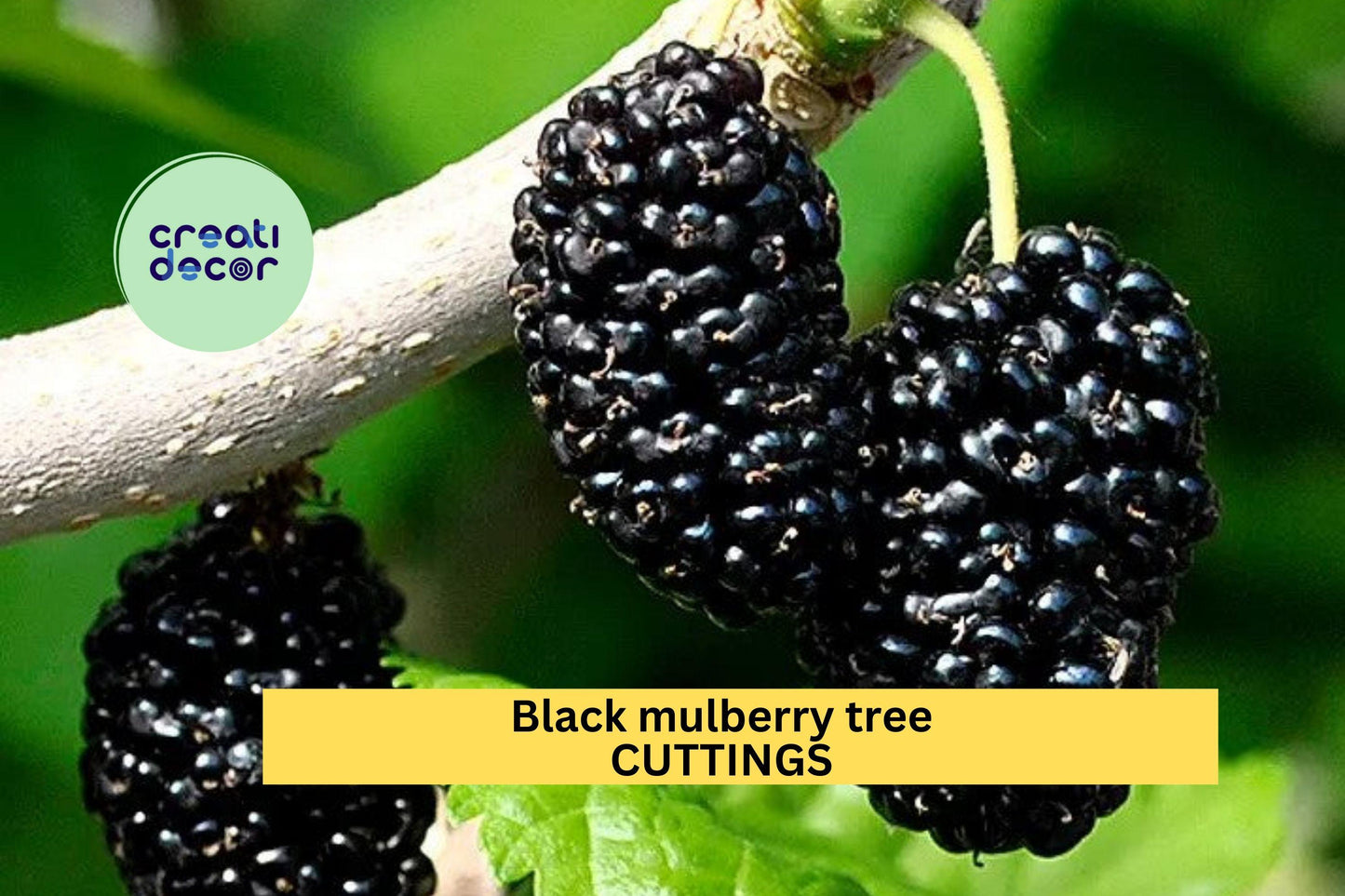 10 Black Mulberry Tree Cuttings | Morus nigra | Unrooted Hardwood for Grafting or Rooting | Sweet Fruit Tree | Cold Hardy Zones 6–10
