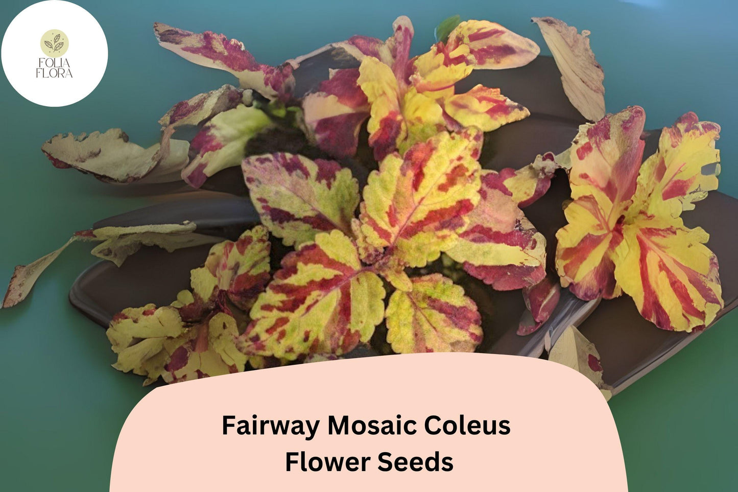 25+ Fairway Mosaic Coleus Seeds for Planting | Colorful Shade Plant | Compact Foliage Annual | Garden Bedding Seeds