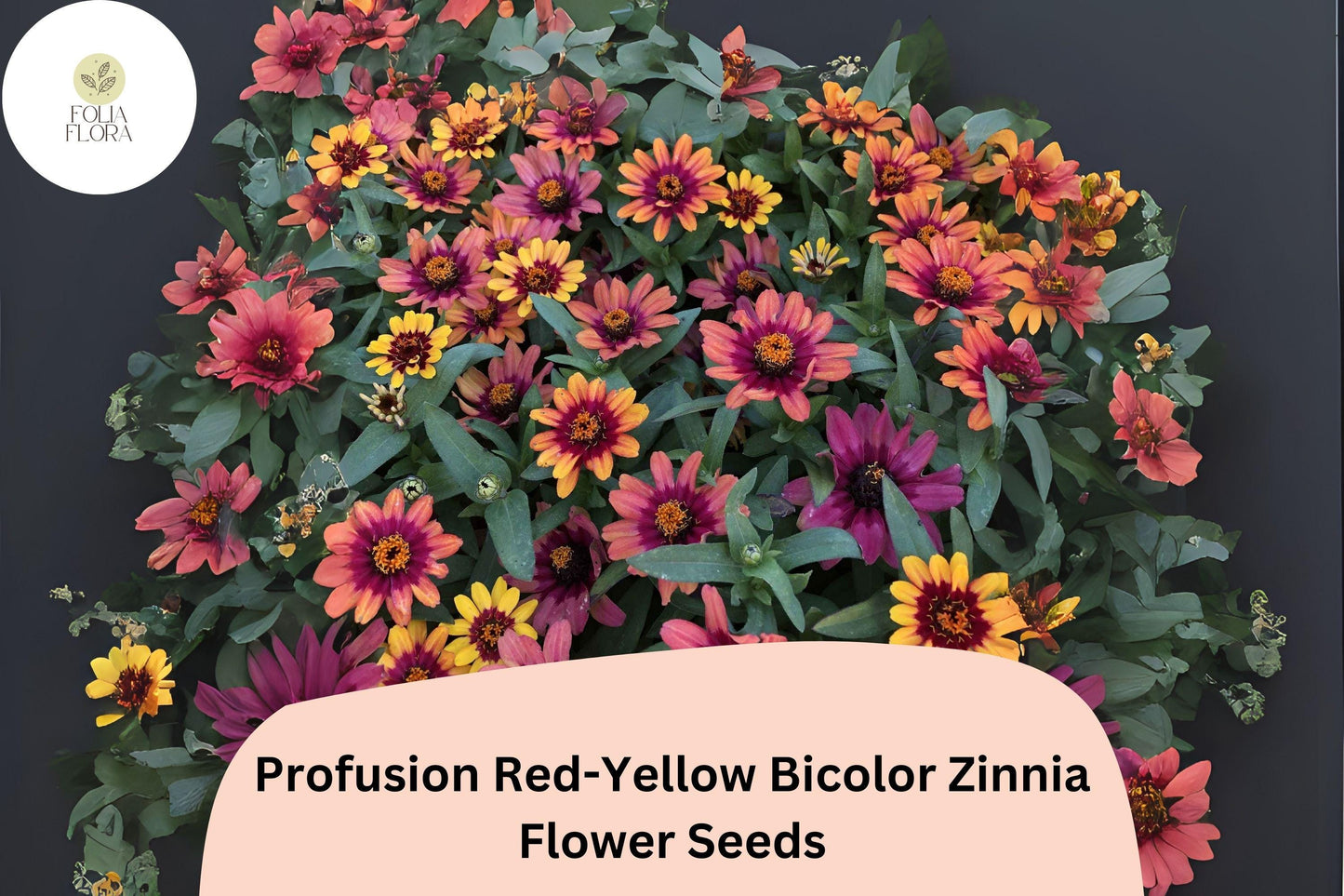 100+ Profusion Red-Yellow Zinnia Seeds | Bicolor Annual Flowers for Garden Planting | Easy Grow Cut Flowers, Pollinator Friendly