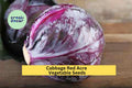 3pcs x 1g Red Acre Cabbage Seeds – Compact Heirloom Red Cabbage for Garden Beds, Raised Rows, or Container Growing Seeds for Planting