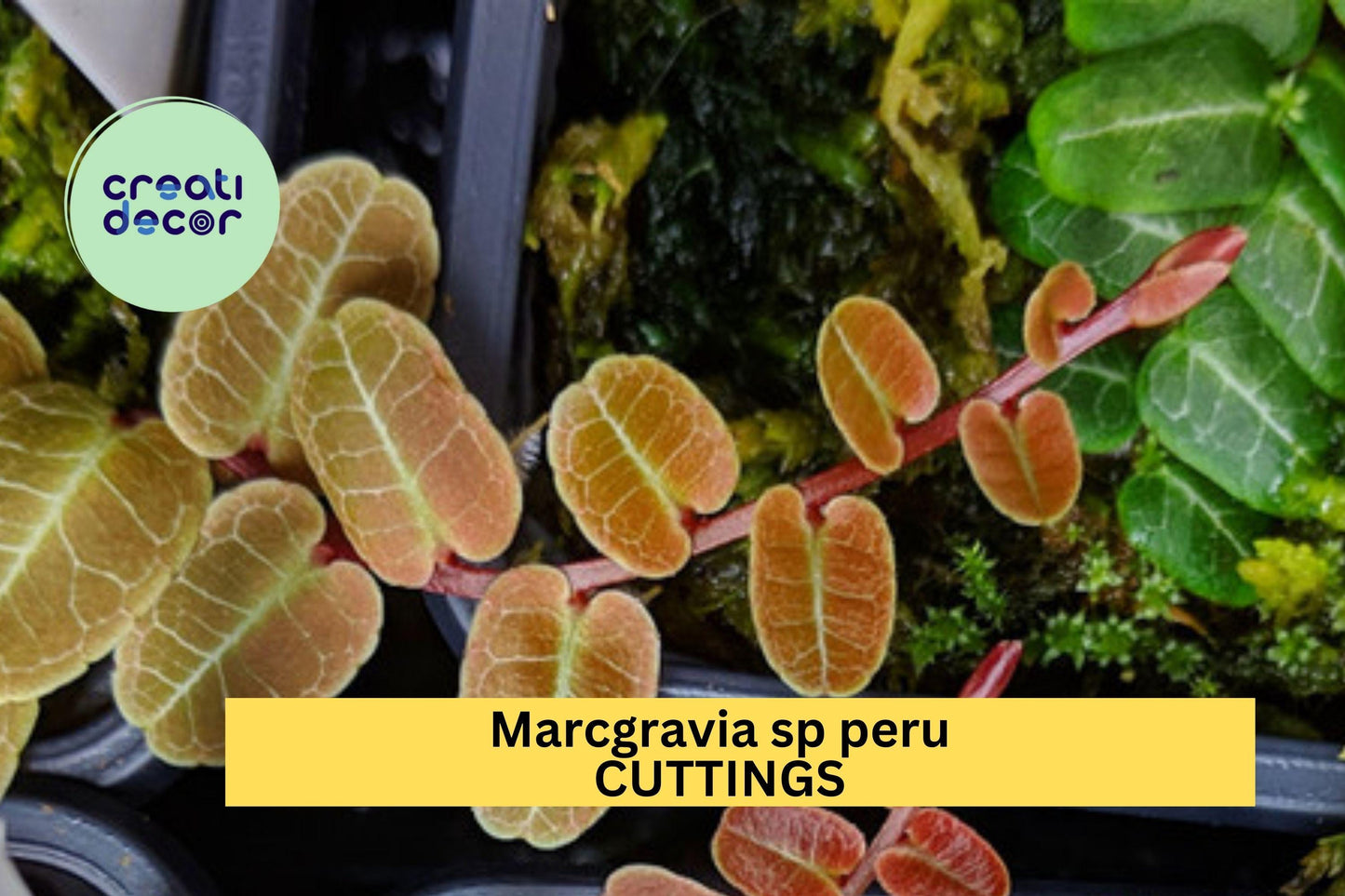 1 Marcgravia sp. Peru Cutting – 10 Leaf Shingling Vine for Terrariums & Vivariums, Rare Tropical Collector Plant – USA