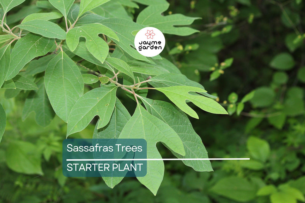 2 Sassafras Trees – 1-2 Ft Tall Live Bare Root | Aromatic Leaves | Fast Growing | Ready to Plant | Perfect for Landscaping