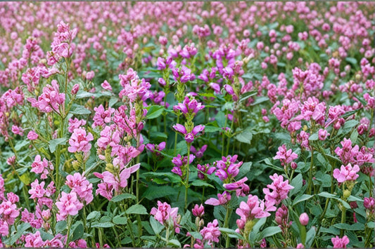 Red Turtlehead – Chelone obliqua | 50 Seeds | Rose Pink Native Flower | Shade & Moist Garden Plant