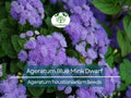 500 Seeds Ageratum Blue Mink Dwarf, Floss Flower, Purple Blooms, Monarchs Love, Non-GMO, Perennial, Butterfly Garden, Easy to Grow