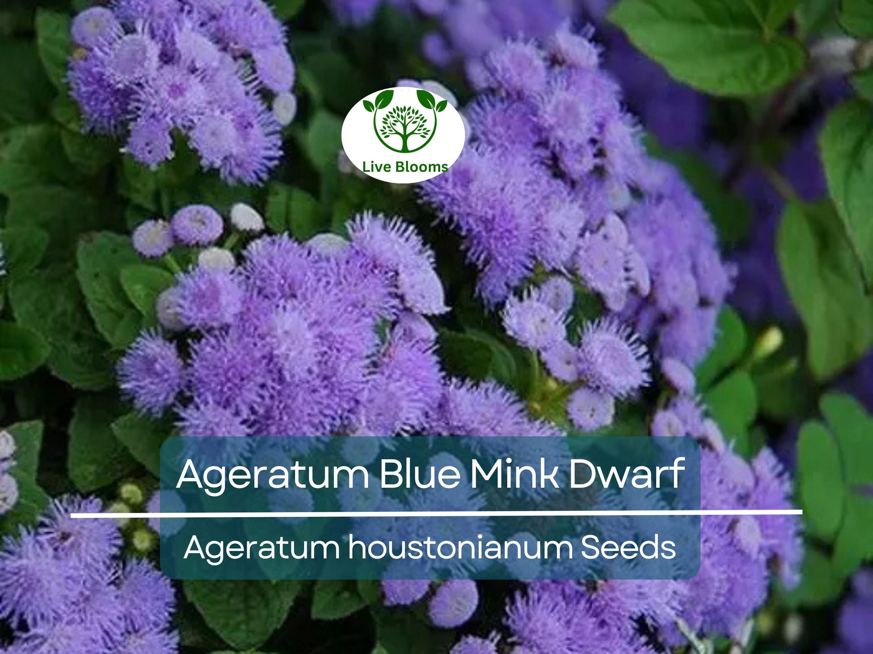 500 Seeds Ageratum Blue Mink Dwarf, Floss Flower, Purple Blooms, Monarchs Love, Non-GMO, Perennial, Butterfly Garden, Easy to Grow