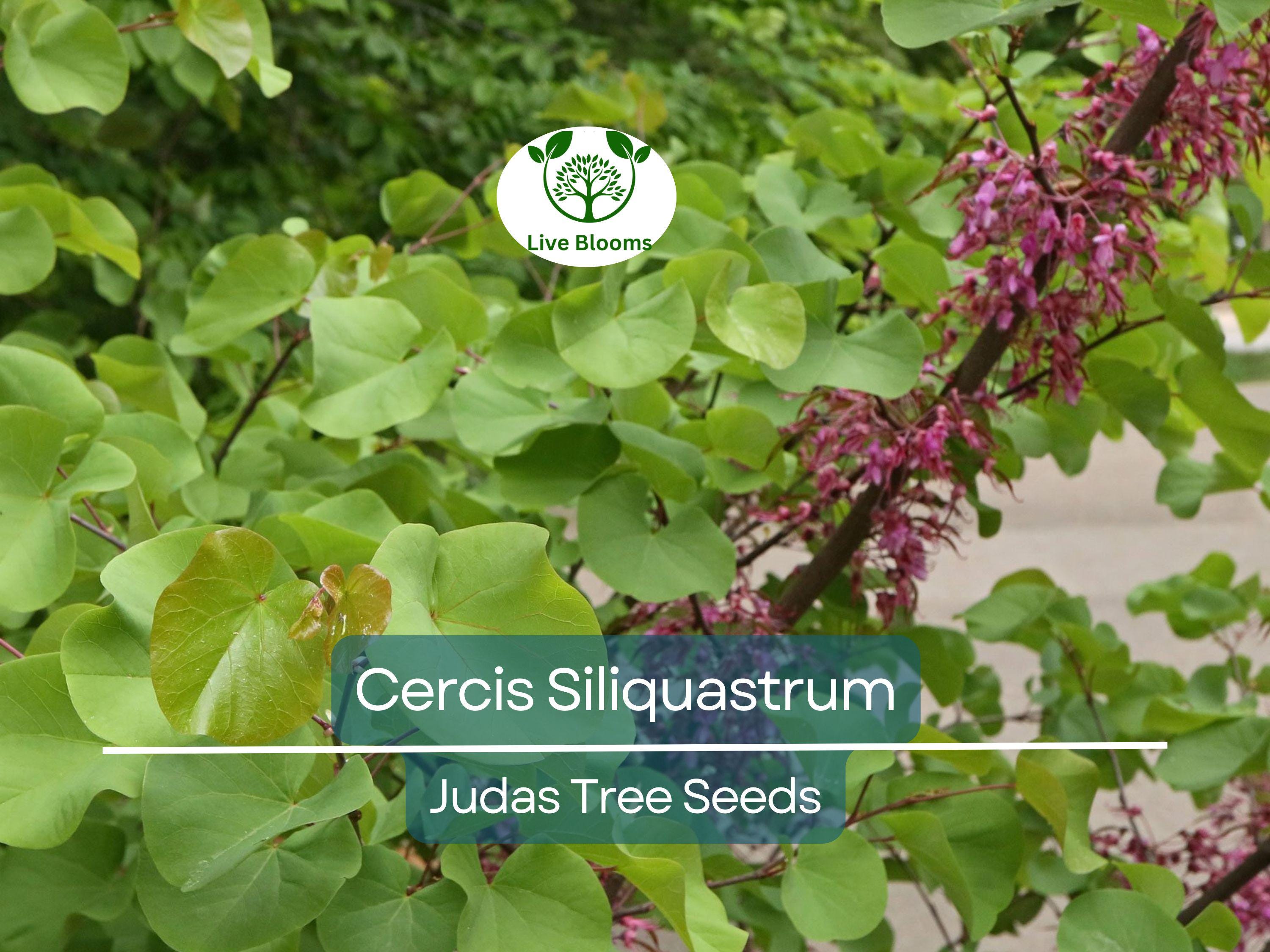10 Seeds Cercis Siliquastrum (Judas Tree) for Planting - Beautiful Flowering Tree, Ideal for Landscaping, Gardens & Bonsai - Tree Seeds