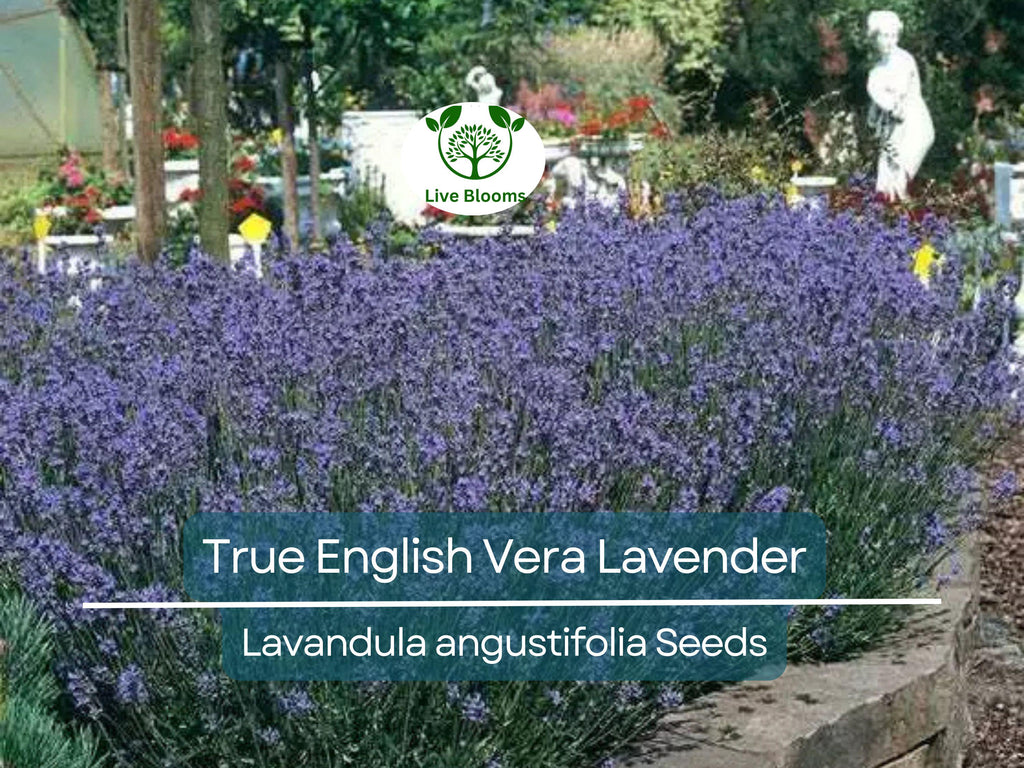 500 Seeds LAVENDER True English Vera (Lavandula angustifolia), Fragrant Perennial Flowers, Non-GMO, Perfect for Gardens, Aromatherapy
