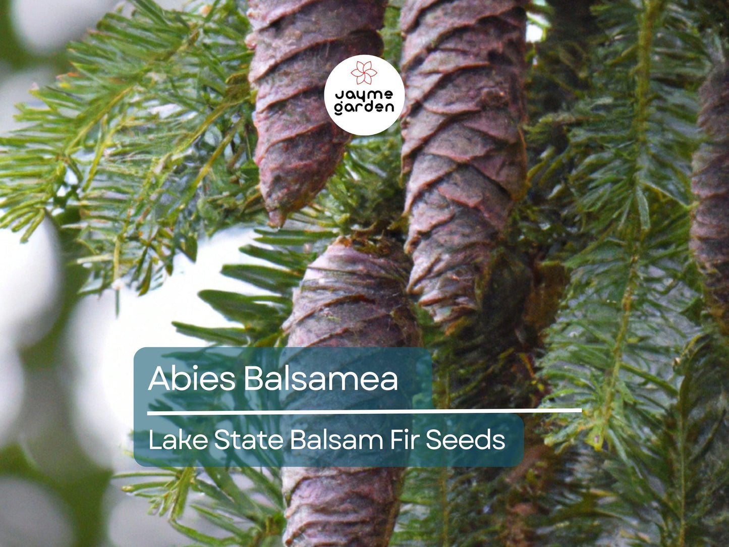 30 Seeds Abies Balsamea | Lake State Balsam Fir Seeds for Planting | Hardy Evergreen Tree | Fragrant Needles | Native Christmas Tree