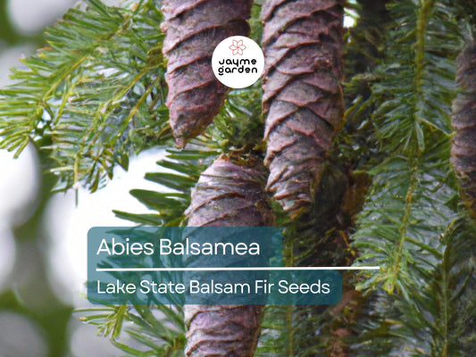 30 Seeds Abies Balsamea | Lake State Balsam Fir Seeds for Planting | Hardy Evergreen Tree | Fragrant Needles | Native Christmas Tree