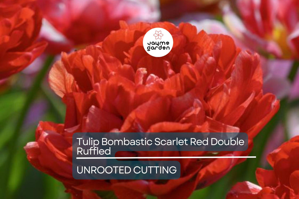 Tulip Bombastic Scarlet Red Double Ruffled – 8” Blooms, 10 Flower Bulbs, Peony-Like, Late Spring