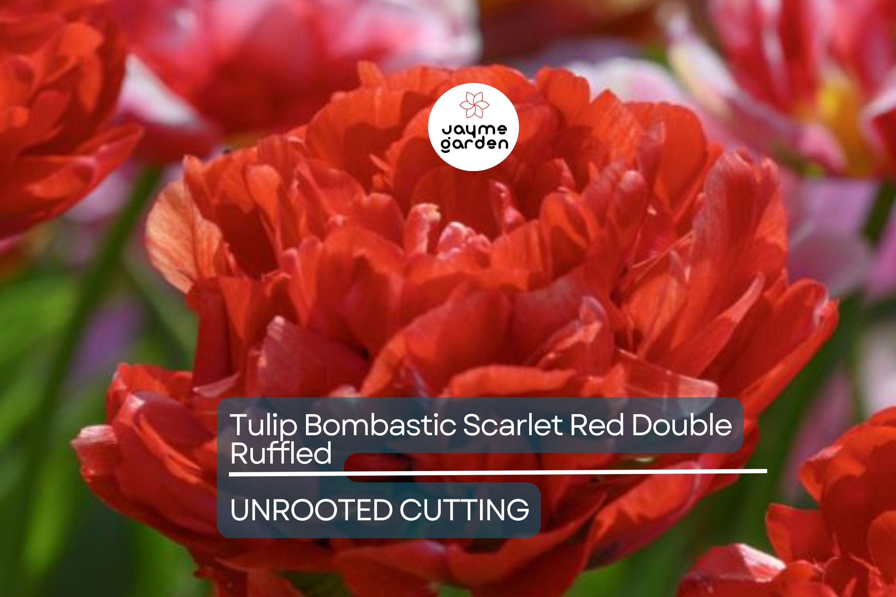 Tulip Bombastic Scarlet Red Double Ruffled – 8” Blooms, 10 Flower Bulbs, Peony-Like, Late Spring