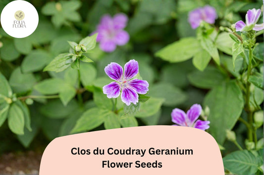 25+ Clos du Coudray Geranium Seeds | Purple Hardy Cranesbill | Perennial Ground Cover Flower for Garden Borders